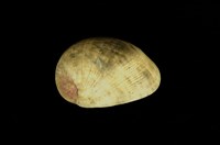 藏品(玉女蜑螺)的圖片